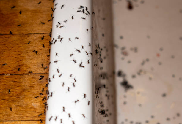 Best Termite Control Services  in Gurdon, AR
